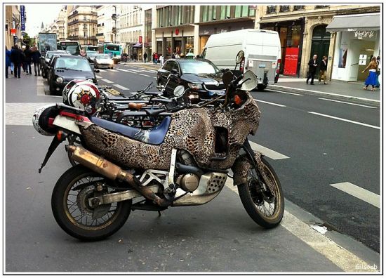 Moto léopard