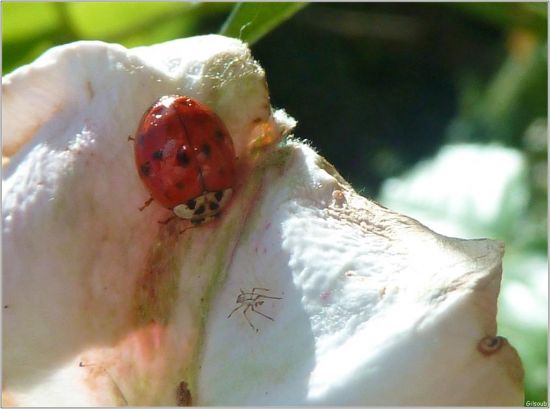 coccinelle coccinelle
