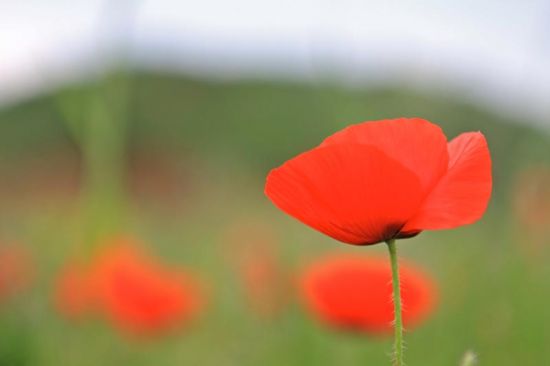 Pas très original le coup du coquelicot mais aussi irrésistible qu'insaisissable... par Virginie