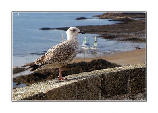 La vigie de Saint Malo...