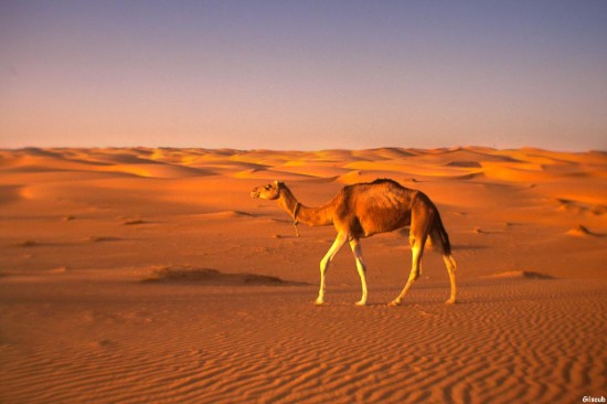 Désert Mauritanien