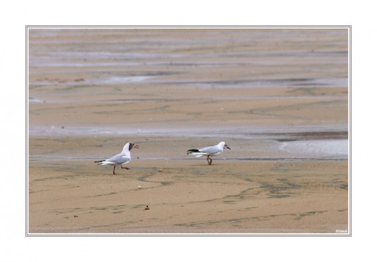 mouette raleuse