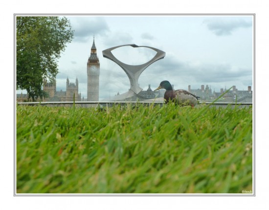 Canard londoniens