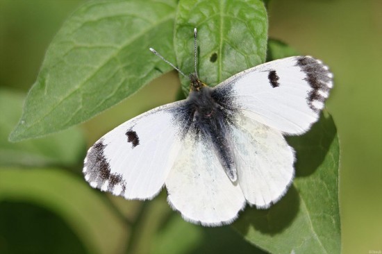 papillon