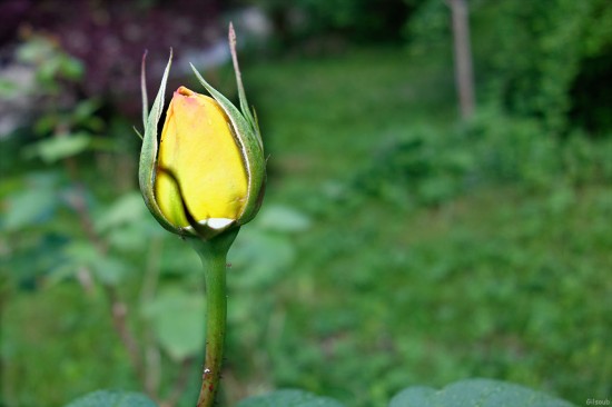 Jaune rose