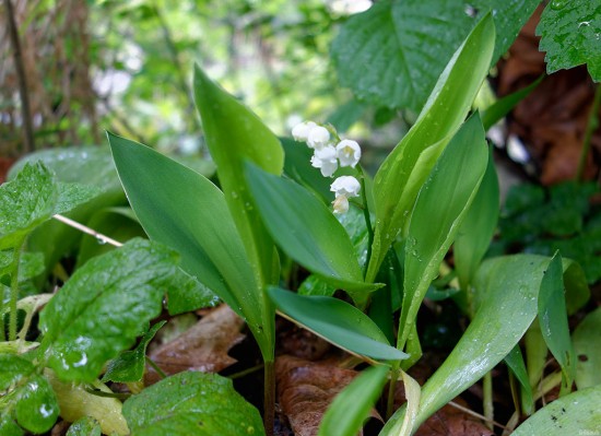 Muguet