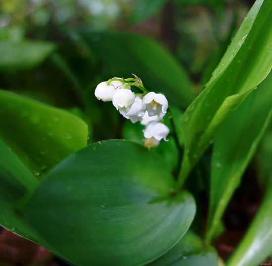 Muguet