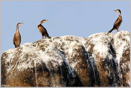 3 cormorans - Les Etocs Aout 2025