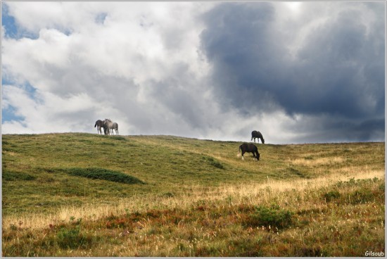 Haut plateau du Vercors - Aout 2019