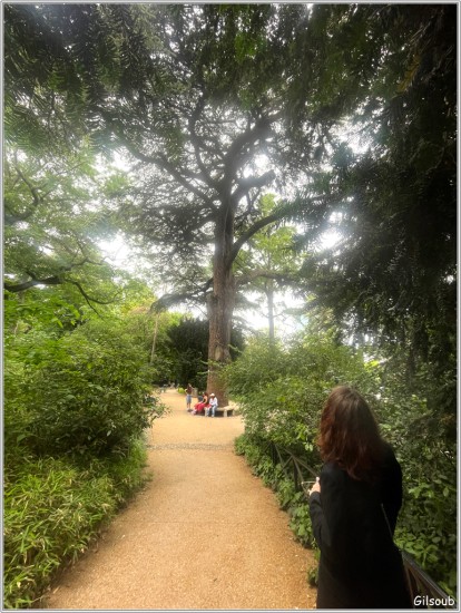 Arbre - Jardin des plante Mai 2025