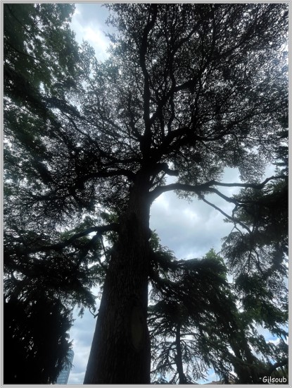 Arbre - jardin des plantes Mai 2025