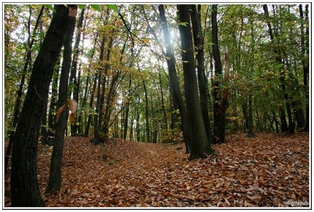 Bois de Clamart, oct 2008