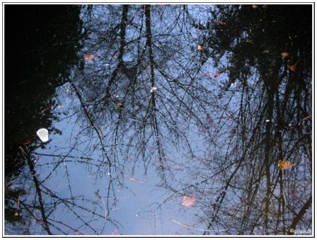 Bois de Boulogne, janv. 2009