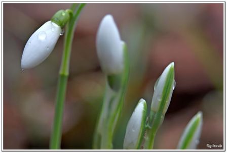 Perce-neige, janv. 2009