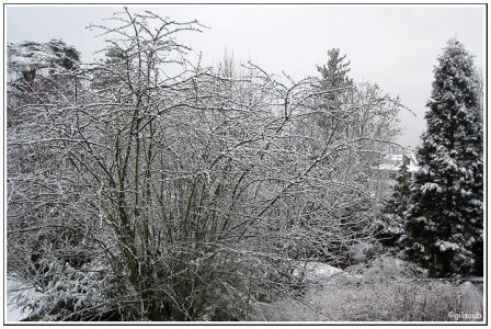 Neige à Clamart, fév. 2009