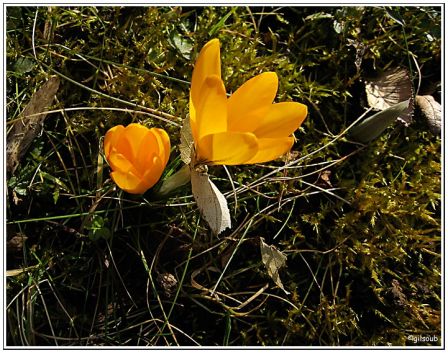 Un air de printemps, fév. 2009
