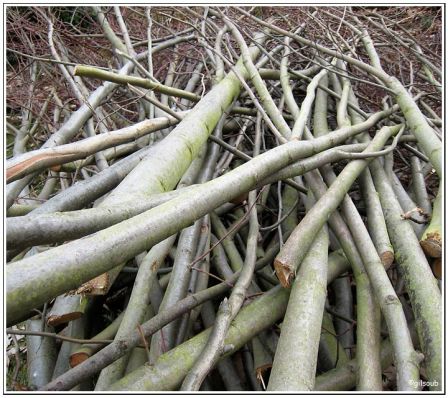 Bois, mar. 2009