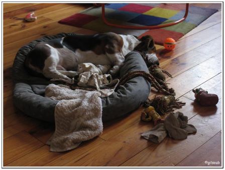Une vie de chien, mar. 2009