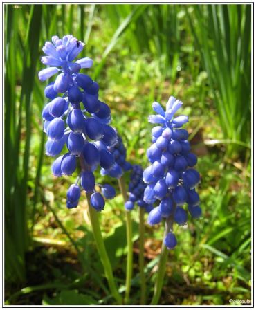 Du bleu en grappe, avr. 2009
