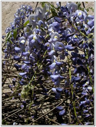 Glycine, avr. 2009