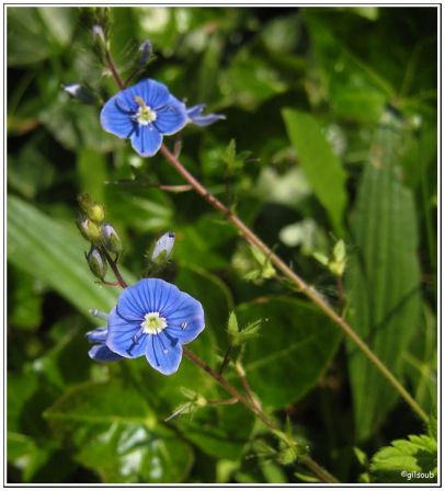 Violette, mai 2009