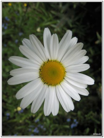 Margueritte, mai 2009