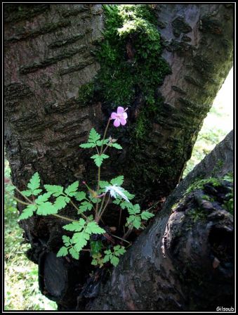 petite fleur, mai 2009