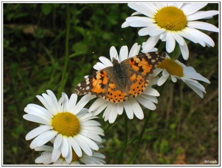 Papillon..., mai 2009