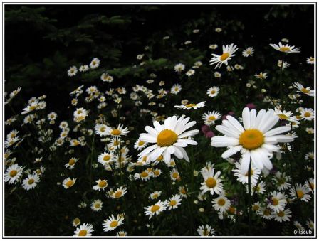 Margueritte, mai 2009