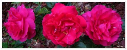 Trois roses, mai 2009