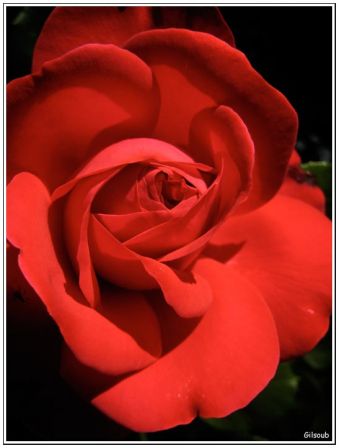 Rose, mai 2009