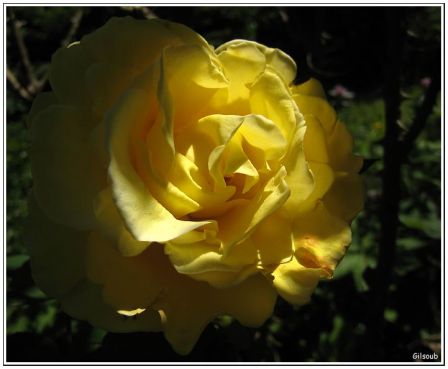 Rose jaune, mai 2009