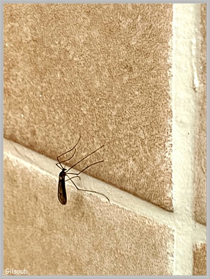 Moustique ! - Saint Guénolé Décembre 25