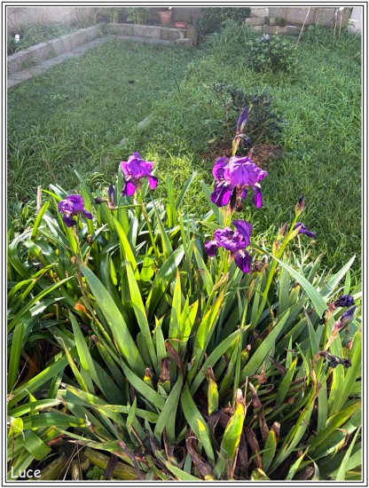 Les iris de Noël - St Guénolé Dec 25 - Photo Alana