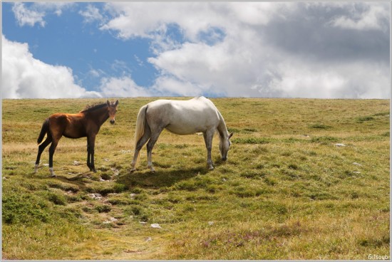 Le bonheur est dans le pré - Vercors Aout 2019