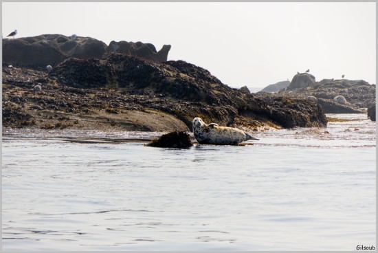 Phoque se prélassant aux Etocs - Penmarc'h  Aout 2025