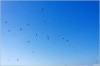 Escadrille en Formation