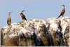 3 cormorans - Les Etocs Aout 2025