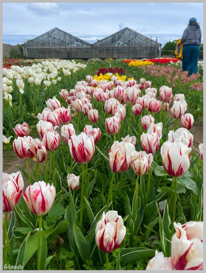 Des tulipes - Plomeur Avril 2025