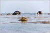 Phoque en vacances - les Etocs