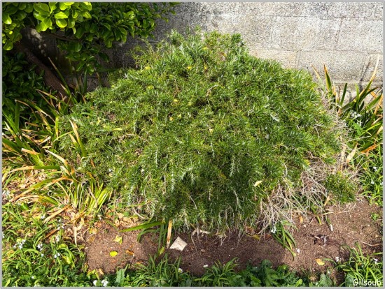 Romarin - St Guénolé Avril 2026