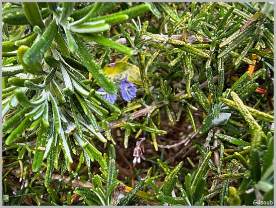 Fleur de Romarin