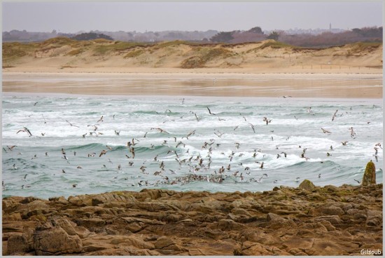 La curée des Goéland - Pors Carn Janvier 2026