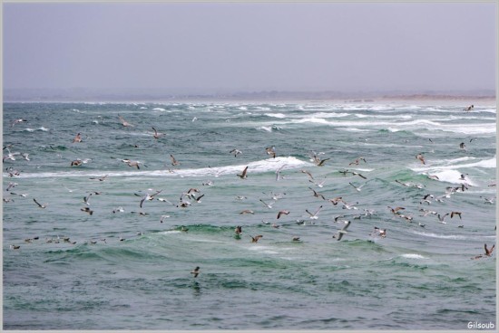 La curée des Goéland - Pors Carn Janvier 2026