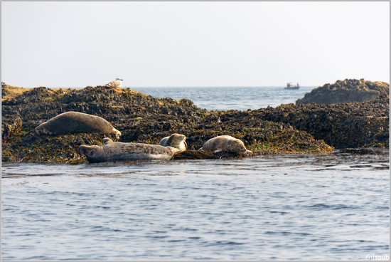 Sieste de phoque - Les Etocs Aout 2025