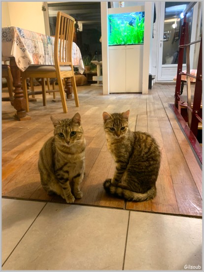 Maïa et Indiana - Tours Janvier 2021