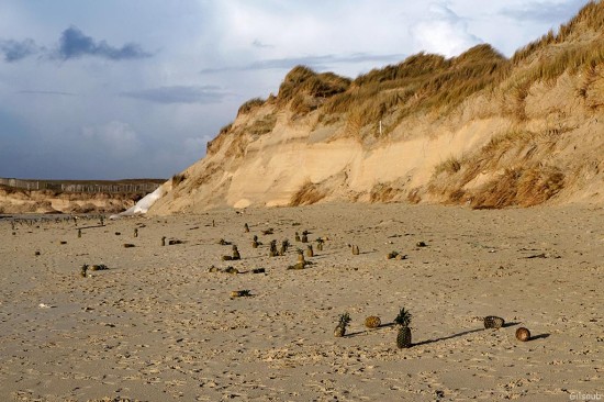 Ananas Bigoudens - Plage de la Torche Février 2013