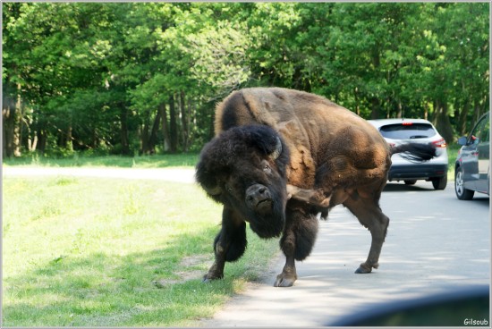 Bison Futé