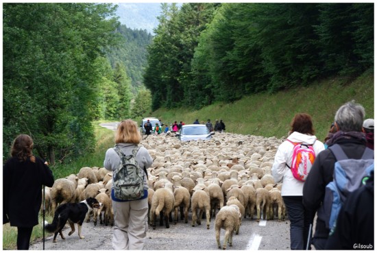 La transhumance des moutons - Vercors Aout 2019