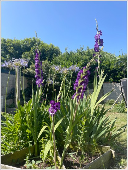 Glaïeuls - été 2025